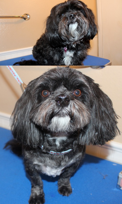 Before and Afters - Brittany's Grooming