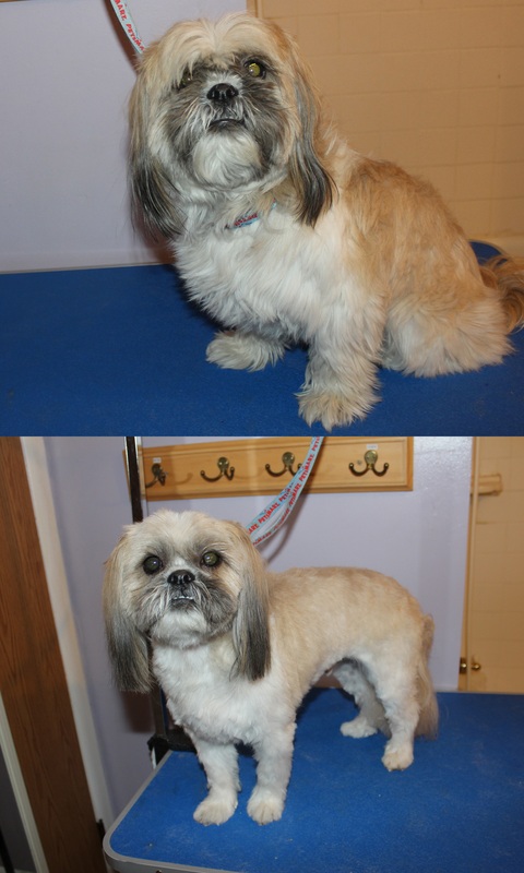 Before and Afters - Brittany's Grooming